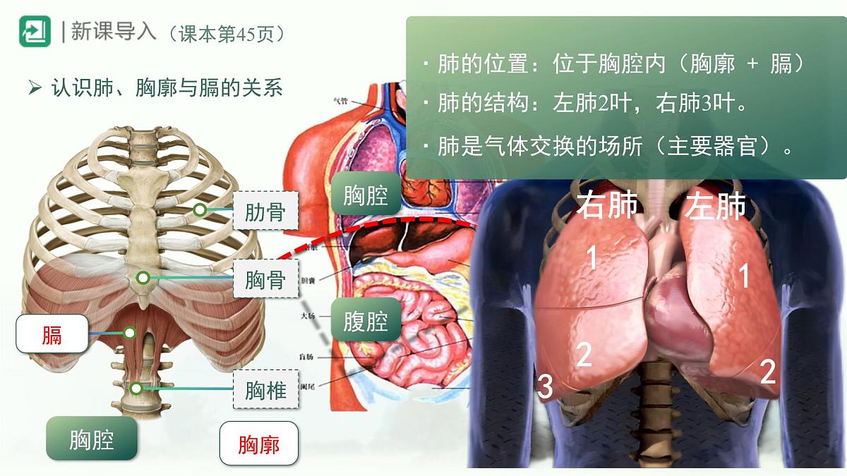 4.3.2发生在肺内的气体交换课件-2023--2024学年人教版生物七年级下册第2页