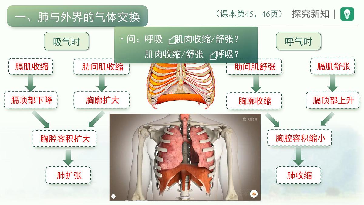 4.3.2发生在肺内的气体交换课件-2023--2024学年人教版生物七年级下册第3页