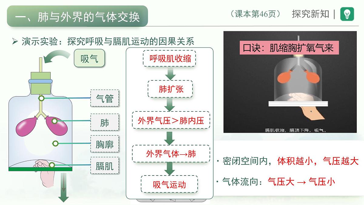 4.3.2发生在肺内的气体交换课件-2023--2024学年人教版生物七年级下册第4页