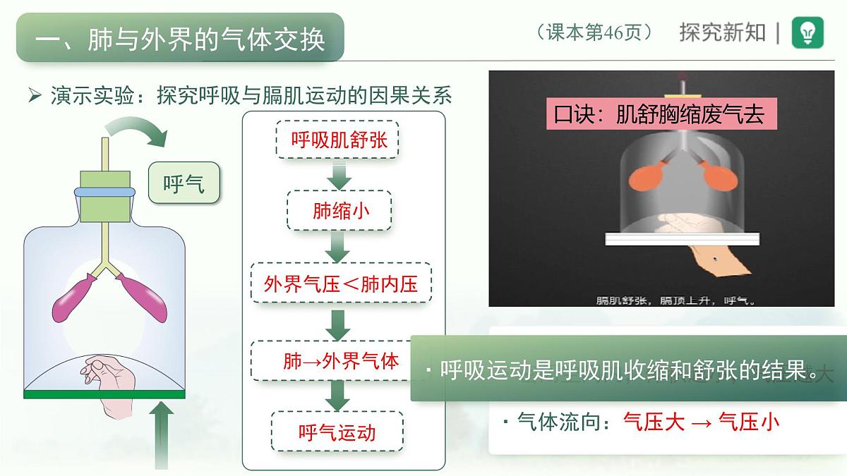 4.3.2发生在肺内的气体交换课件-2023--2024学年人教版生物七年级下册第5页