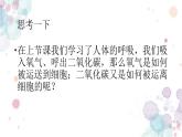 4.4.1流动的组织——血液 课件-2023--2024学年人教版生物七年级下册