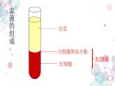 4.4.1流动的组织——血液 课件-2023--2024学年人教版生物七年级下册