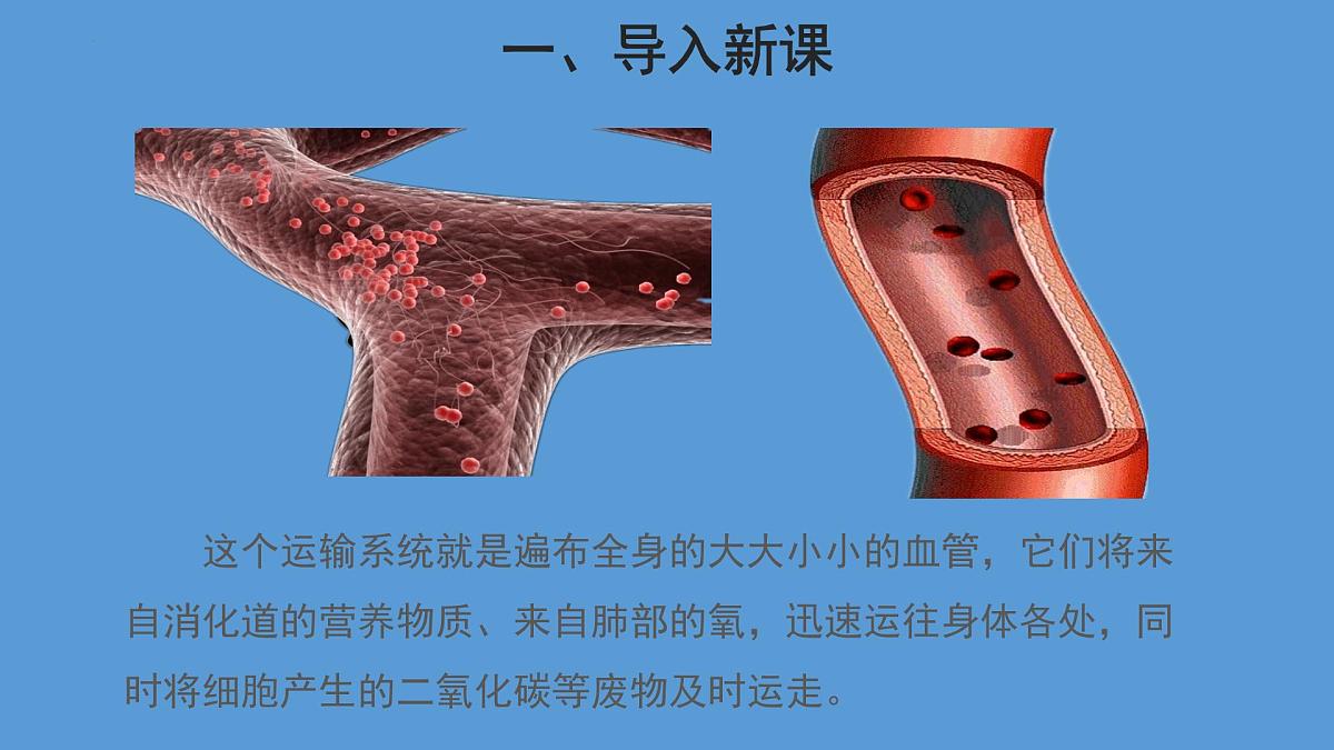 4.4.2 血流的管道——血管 第1课时课件2023--2024学年人教版生物七年级下册第3页