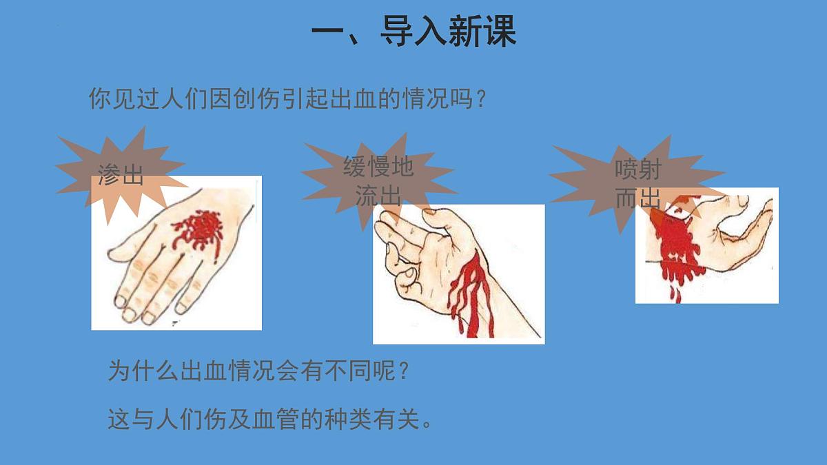 4.4.2 血流的管道——血管 第1课时课件2023--2024学年人教版生物七年级下册第4页