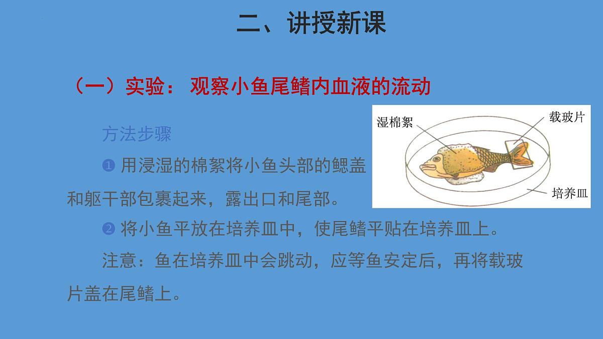 4.4.2 血流的管道——血管 第1课时课件2023--2024学年人教版生物七年级下册第6页