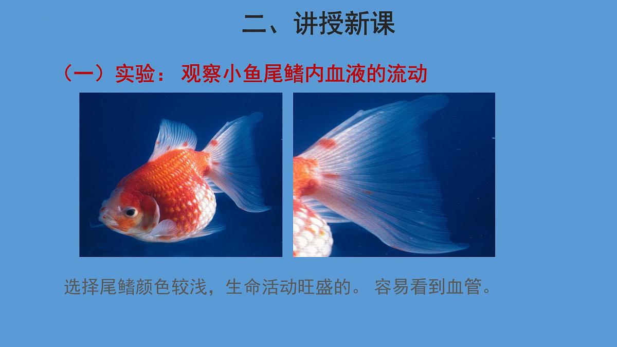 4.4.2 血流的管道——血管 第1课时课件2023--2024学年人教版生物七年级下册第7页