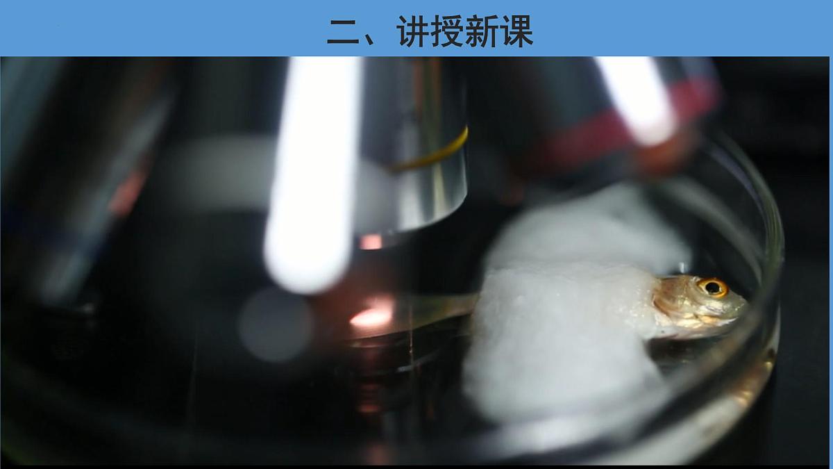 4.4.2 血流的管道——血管 第1课时课件2023--2024学年人教版生物七年级下册第8页