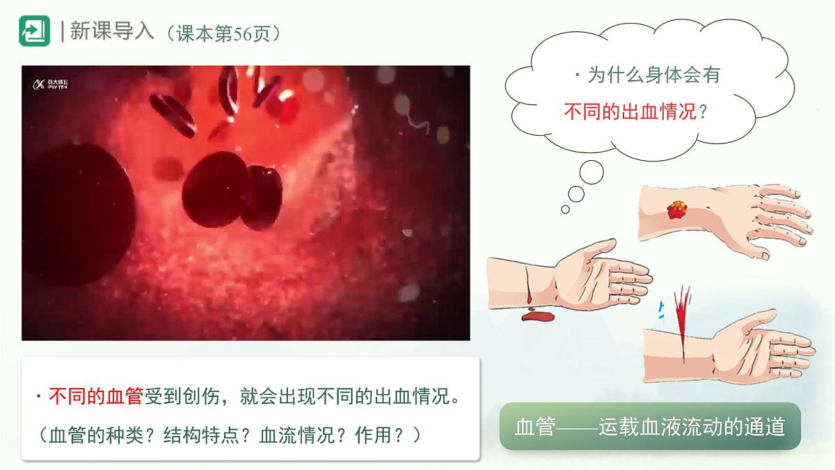 4.4.2血流的管道——血管课件-2023--2024学年人教版生物七年级下册第2页