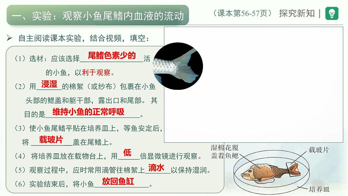4.4.2血流的管道——血管课件-2023--2024学年人教版生物七年级下册第3页