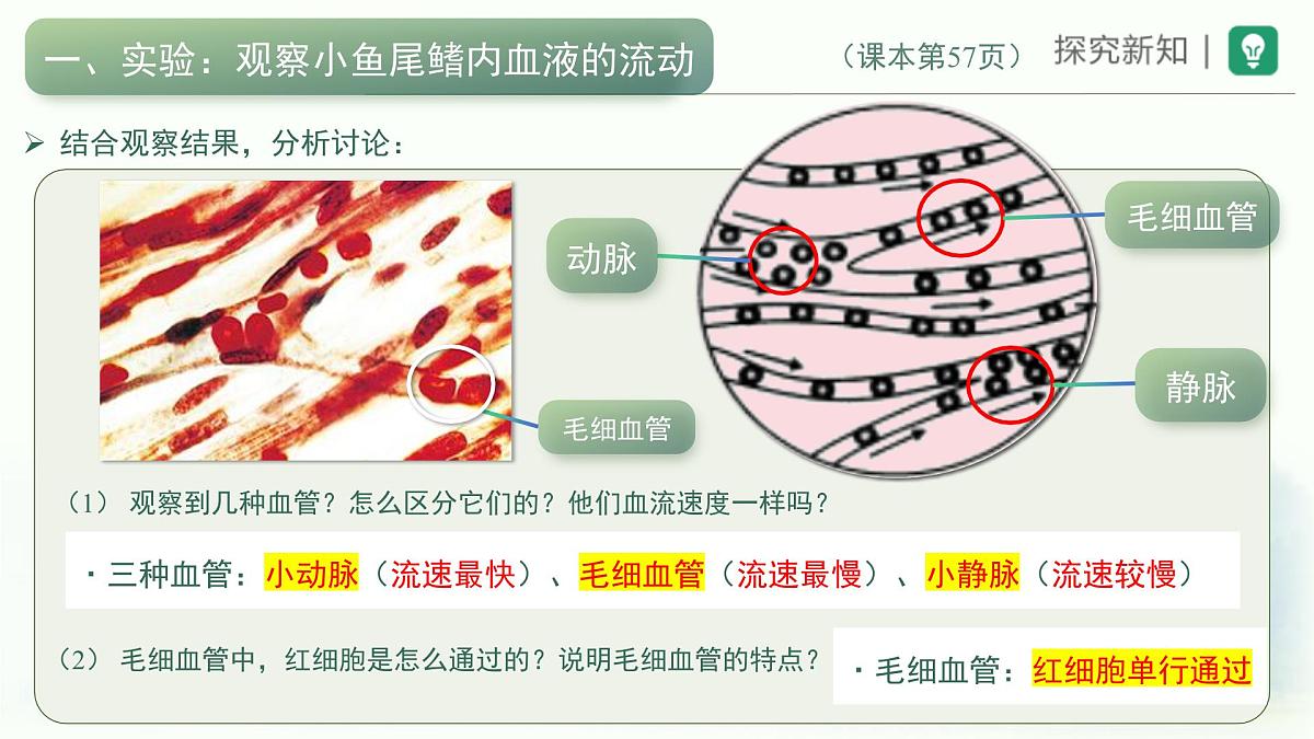 4.4.2血流的管道——血管课件-2023--2024学年人教版生物七年级下册第4页