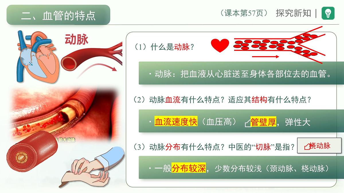 4.4.2血流的管道——血管课件-2023--2024学年人教版生物七年级下册第5页