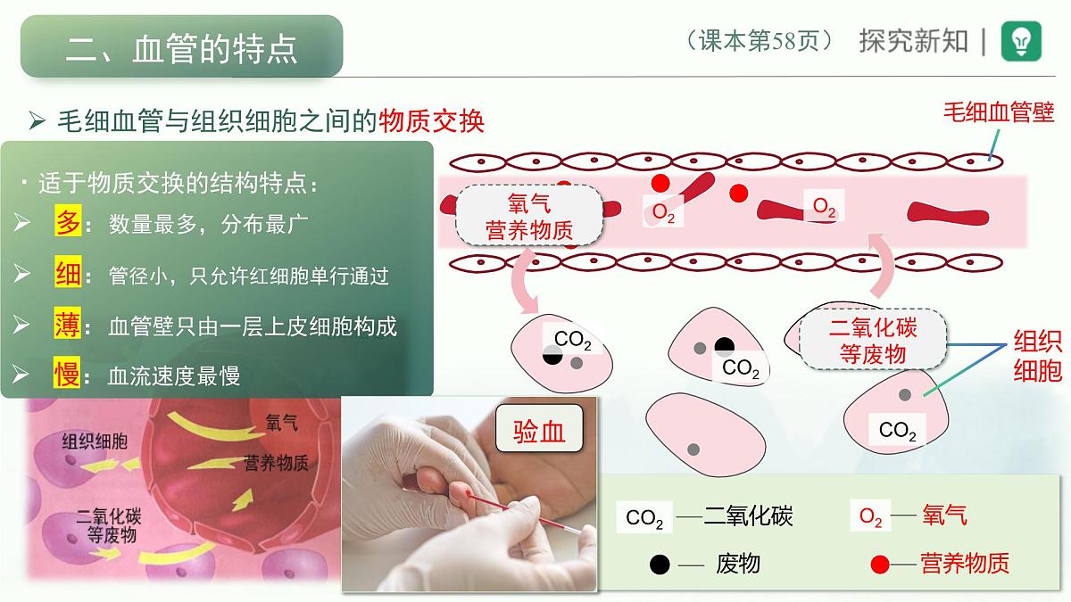 4.4.2血流的管道——血管课件-2023--2024学年人教版生物七年级下册第7页
