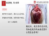 4.4.3输送血液的泵——心脏(第一课时）课件2023-2024学年人教版生物七年级下册
