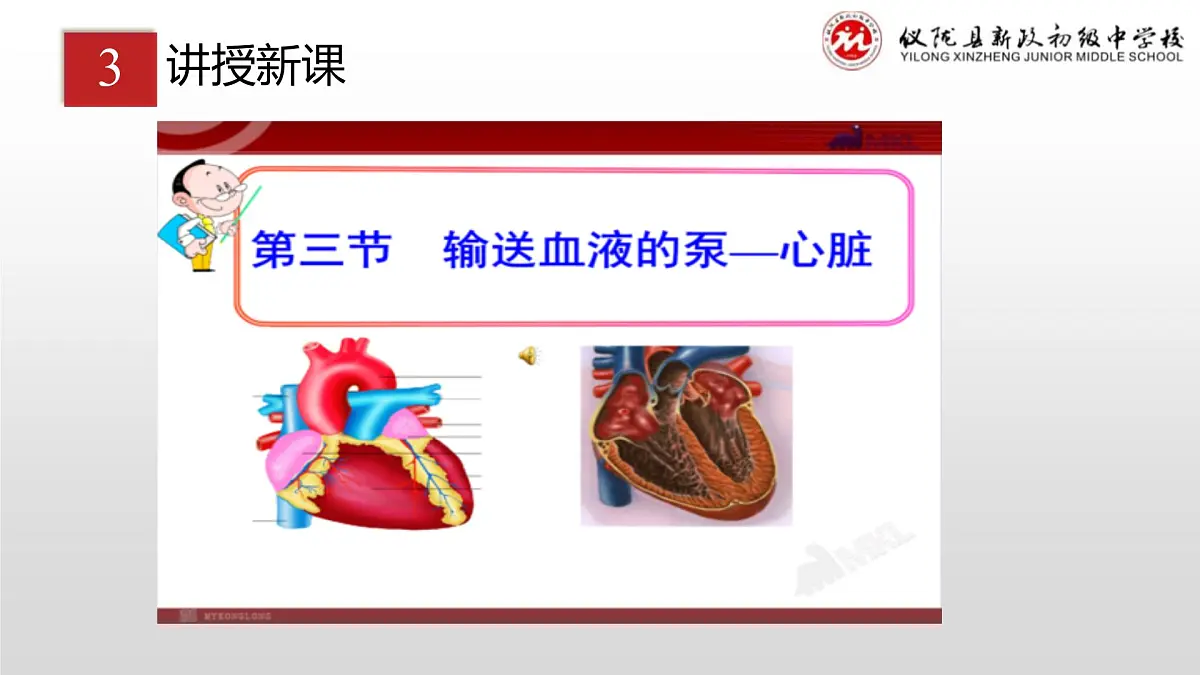 4.4.3输送血液的泵——心脏(第一课时）课件2023-2024学年人教版生物七年级下册第4页