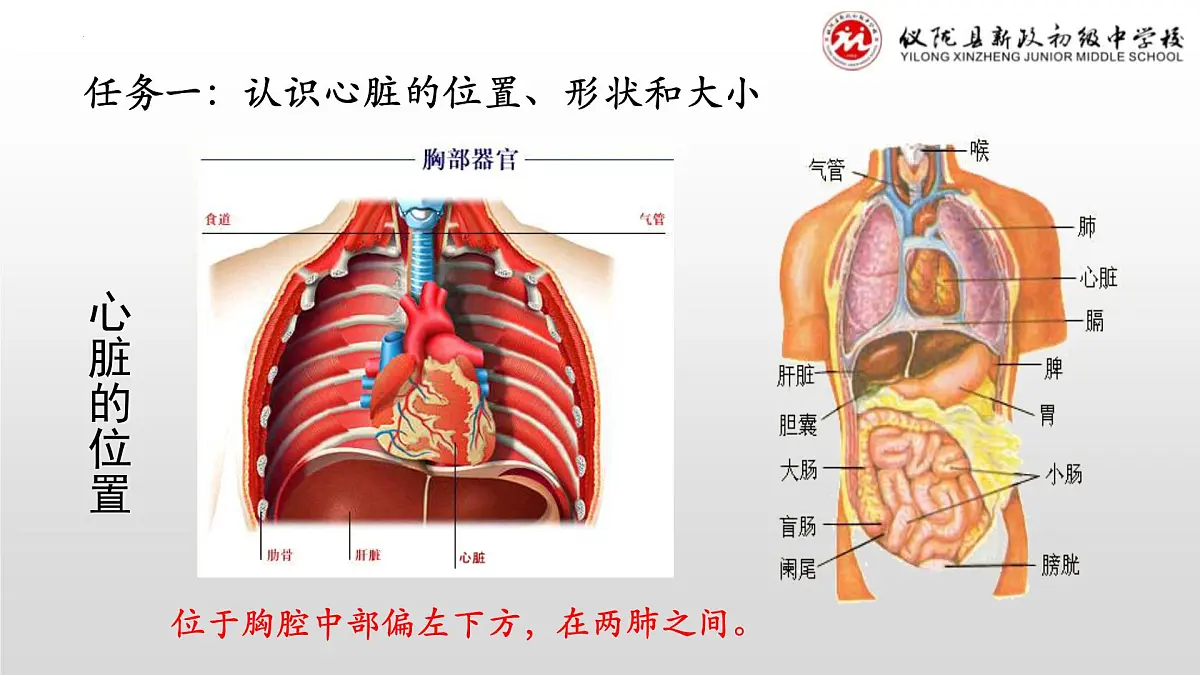 4.4.3输送血液的泵——心脏(第一课时）课件2023-2024学年人教版生物七年级下册第5页