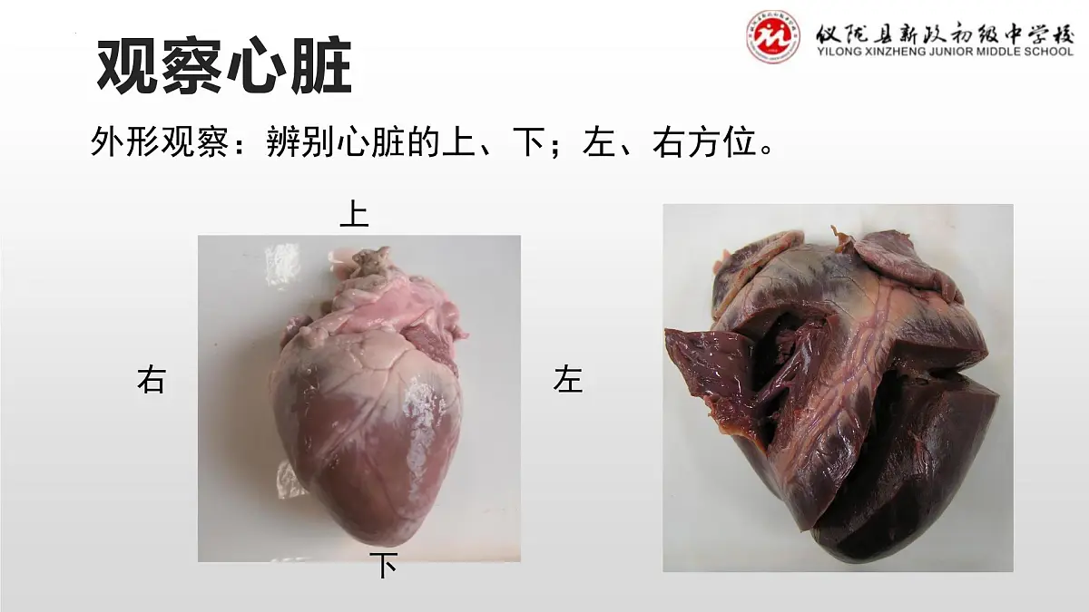 4.4.3输送血液的泵——心脏(第一课时）课件2023-2024学年人教版生物七年级下册第8页