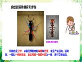 苏教版生物八年级上册第十七章《动物的运动》（考点串讲课件）