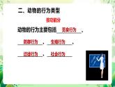 苏教版生物八年级上册第十八章《动物的行为》（考点串讲课件）