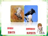 苏教版生物八年级上册第十八章《动物的行为》（考点串讲课件）