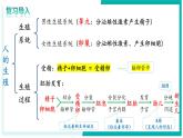 4.1.2 青春期 - 初中生物七年級下冊 同步教學課件+教學設(shè)計（人教版2024）