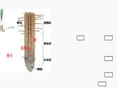 魯科版初中生物五四制六年級(jí)下冊(cè)第三單元第三章《綠色植物與生物圈的水循環(huán)》復(fù)習(xí)課PPT