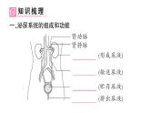 初中生物新北師大版七年級下冊第4單元第9章第2節(jié)第1課時(shí) 泌尿系統(tǒng)的組成作業(yè)課件2025春