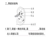 初中生物新北師大版七年級下冊第4單元第9章第2節(jié)第1課時(shí) 泌尿系統(tǒng)的組成作業(yè)課件2025春