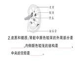 初中生物新北師大版七年級下冊第4單元第9章第2節(jié)第1課時(shí) 泌尿系統(tǒng)的組成作業(yè)課件2025春