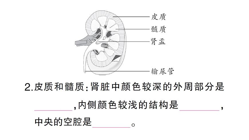 初中生物新北师大版七年级下册第4单元第9章第2节第1课时 泌尿系统的组成作业课件2025春第4页