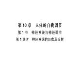 初中生物新北師大版七年級下冊第4單元第10章第1節(jié)第1課時 神經系統(tǒng)的組成及反射作業(yè)課件2025春