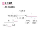 初中生物新北師大版七年級下冊第4單元第10章第1節(jié)第1課時 神經系統(tǒng)的組成及反射作業(yè)課件2025春