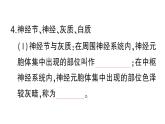 初中生物新北師大版七年級下冊第4單元第10章第1節(jié)第1課時 神經系統(tǒng)的組成及反射作業(yè)課件2025春