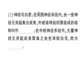 初中生物新北師大版七年級下冊第4單元第10章第1節(jié)第1課時 神經系統(tǒng)的組成及反射作業(yè)課件2025春