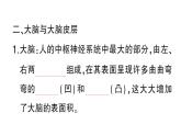 初中生物新北師大版七年級下冊第4單元第10章第1節(jié)第2課時 反射的類型作業(yè)課件2025春