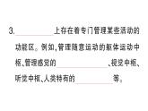 初中生物新北師大版七年級下冊第4單元第10章第1節(jié)第2課時 反射的類型作業(yè)課件2025春