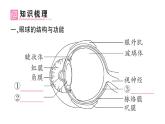 初中生物新北師大版七年級下冊第4單元第10章第2節(jié)第1課時 眼與視覺作業(yè)課件2025春