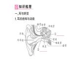初中生物新北師大版七年級下冊第4單元第10章第2節(jié)第2課時 耳與聽覺及其他感覺作業(yè)課件2025春