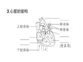 初中生物新北师大版七年级下册教材重点图片识记作业课件2025春