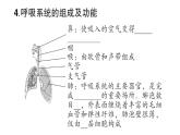 初中生物新北师大版七年级下册教材重点图片识记作业课件2025春