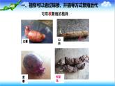 4.1.1 無性生殖保持了生物遺傳特征的穩(wěn)定 - 初中生物七年級下冊 同步教學課件（濟南版2024）
