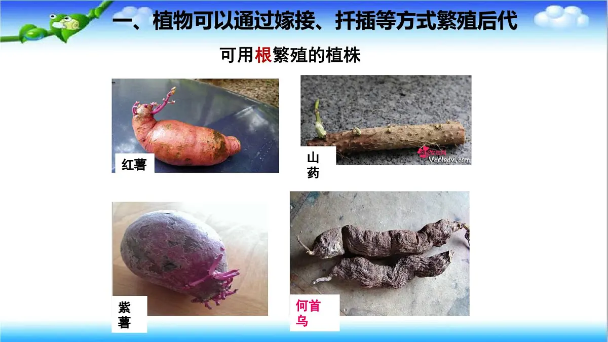 4.1.1 无性生殖保持了生物遗传特征的稳定 - 初中生物七年级下册 同步教学课件（济南版2024）第4页