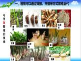 4.1.1 無性生殖保持了生物遺傳特征的穩(wěn)定 - 初中生物七年級下冊 同步教學課件（濟南版2024）