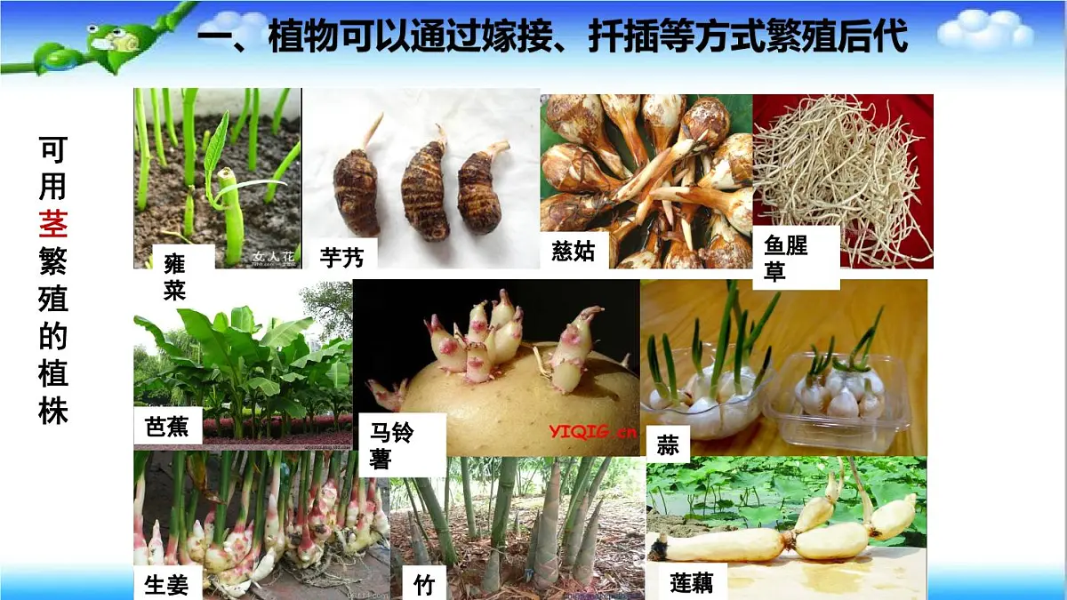 4.1.1 无性生殖保持了生物遗传特征的稳定 - 初中生物七年级下册 同步教学课件（济南版2024）第5页