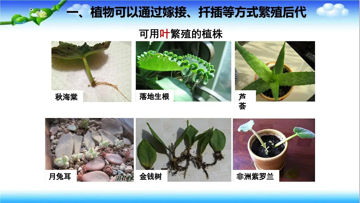 4.1.1 无性生殖保持了生物遗传特征的稳定 - 初中生物七年级下册 同步教学课件（济南版2024）第6页