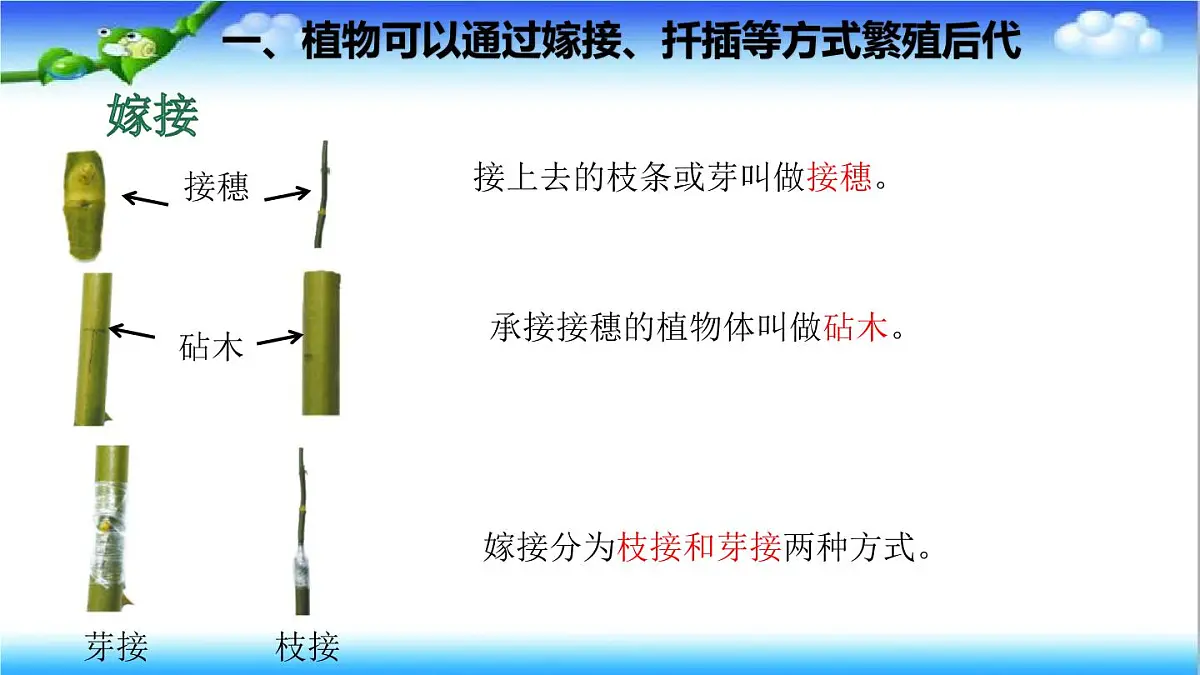 4.1.1 无性生殖保持了生物遗传特征的稳定 - 初中生物七年级下册 同步教学课件（济南版2024）第7页