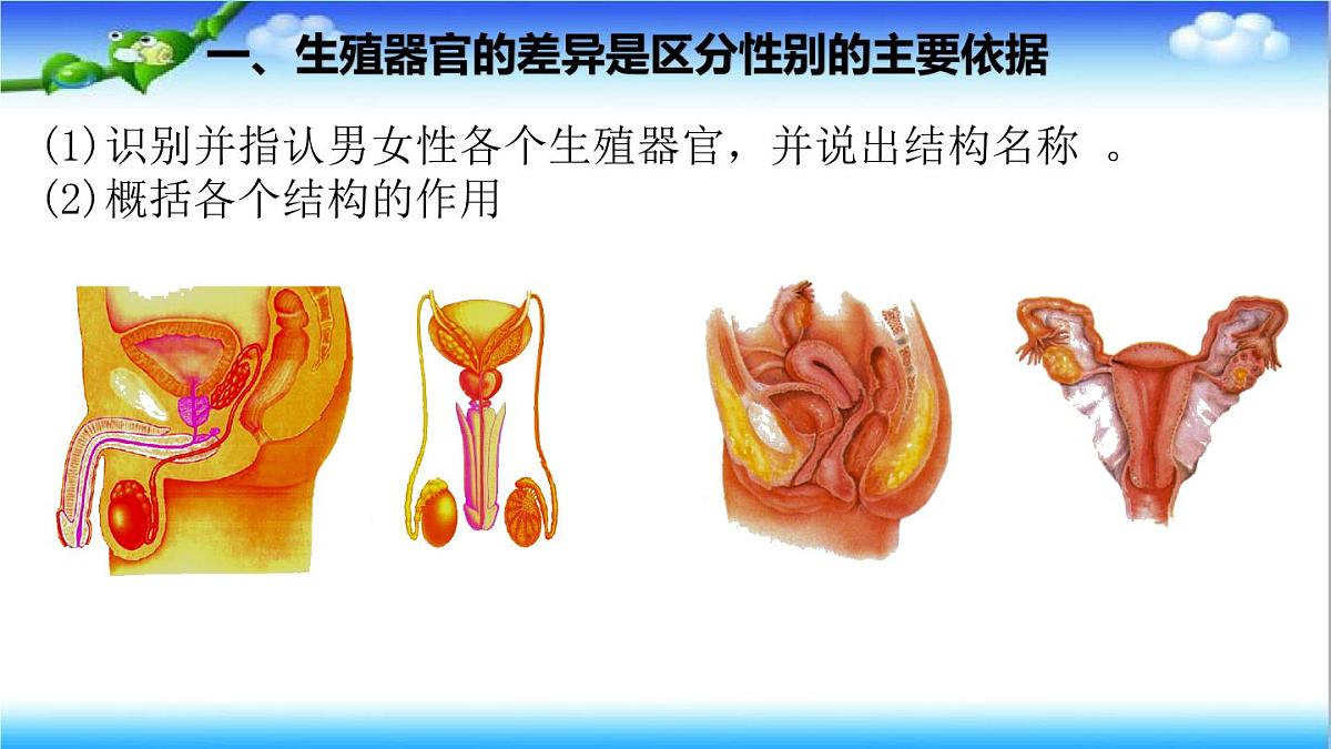 4.2.1 婴儿从受精卵发育而来 - 初中生物七年级下册 同步教学课件（济南版2024）第4页