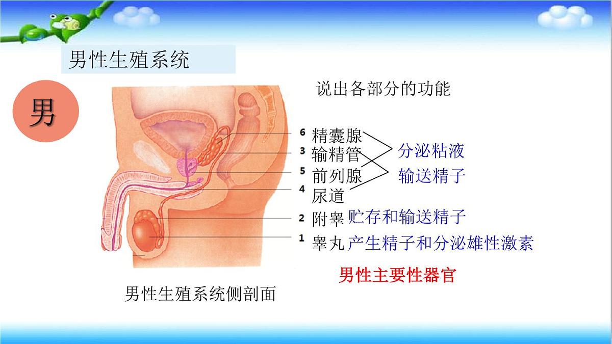 4.2.1 婴儿从受精卵发育而来 - 初中生物七年级下册 同步教学课件（济南版2024）第5页