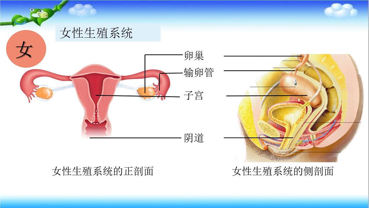 4.2.1 婴儿从受精卵发育而来 - 初中生物七年级下册 同步教学课件（济南版2024）第6页