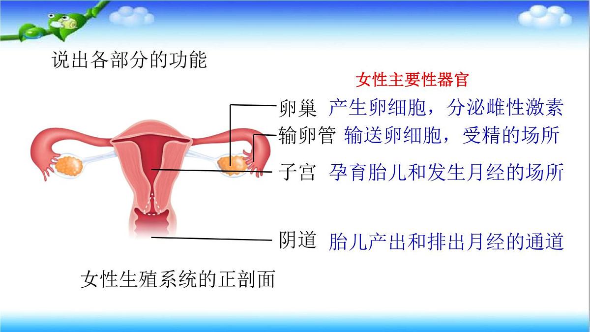 4.2.1 婴儿从受精卵发育而来 - 初中生物七年级下册 同步教学课件（济南版2024）第7页