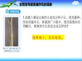 4.3.4 遺傳信息改變可引起生物變異 - 初中生物七年級下冊 同步教學(xué)課件（濟(jì)南版2024）